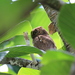 蘭嶼角鴞 - Photo 由 Allen Lyu 所上傳的 (c) Allen Lyu，保留部份權利CC BY-NC