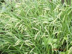 Carex prasina