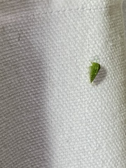 Ophiderma evelyna