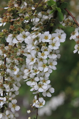 Spiraea prunifolia pseudoprunifolia