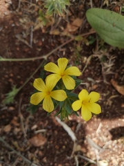 Linum nodiflorum