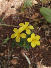 Linum nodiflorum