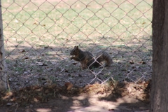 Sciurus niger