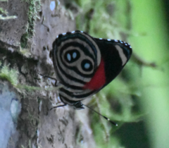 Catagramma hystaspes