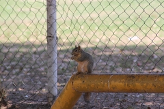 Sciurus niger