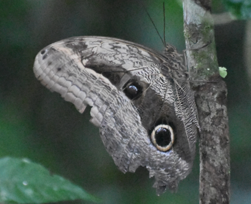 Caligo placidianus