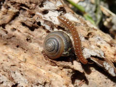 Ventridens ligera