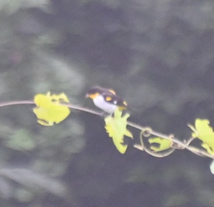 Hemithraupis flavicollis