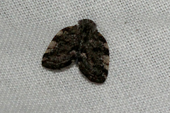 Aprivesa