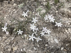 Phlox pulvinata