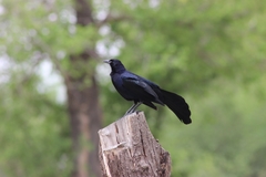Quiscalus mexicanus