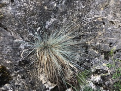 Festuca amethystina