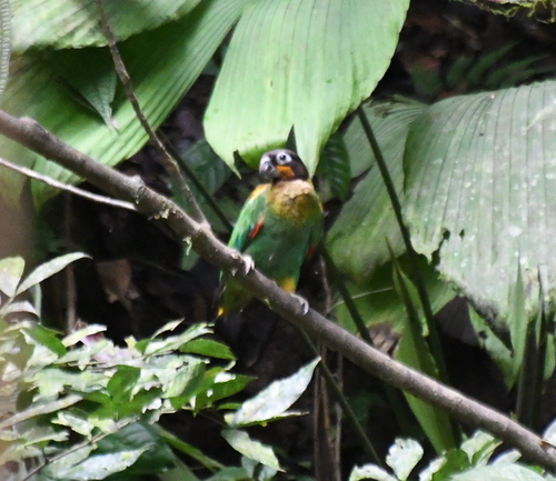 Orange-cheeked Parrot (Pyrilia barrabandi), photo 8