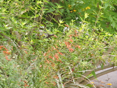 Cynanthus latirostris