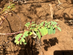 Euphorbia anthonyi
