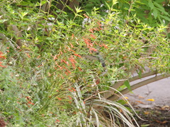 Cynanthus latirostris