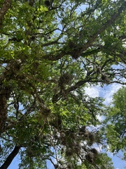 Tillandsia recurvata