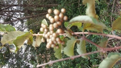 Psorospermum nervosum