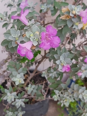 Leucophyllum frutescens