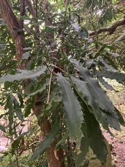 Macadamia tetraphylla