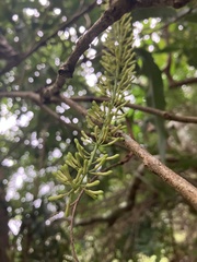 Macadamia tetraphylla