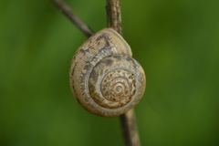 Euomphalia strigella