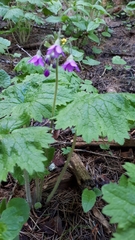 Primula matthioli matthioli