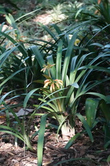 Clivia gardenii