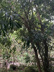 Macadamia tetraphylla