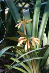 Clivia gardenii