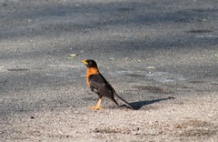 Turdus rufitorques