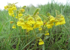 Hermannia sandersonii