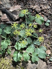 Lomatium repostum