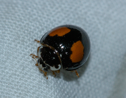 Ashy Gray Lady Beetle photographed in Arizona