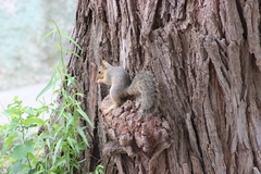 Sciurus niger