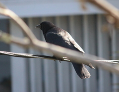 Corvus brachyrhynchos