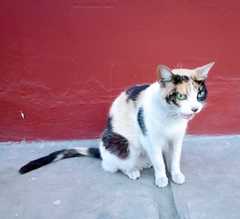 Felis catus