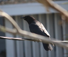 Corvus brachyrhynchos