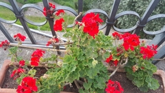 Pelargonium