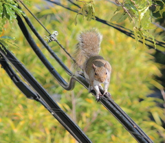 Sciurus carolinensis