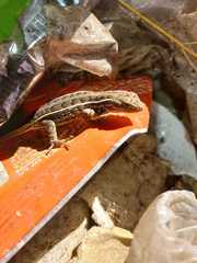 Sceloporus aeneus