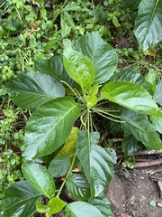 Claoxylon indicum
