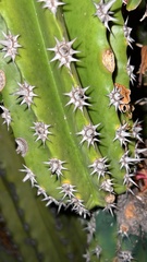 Pachycereus