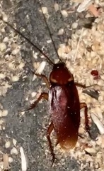 Periplaneta americana