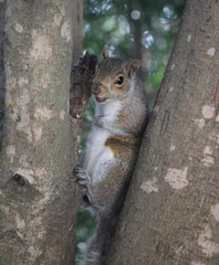 Sciurus carolinensis