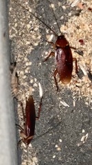 Periplaneta americana