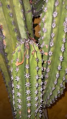 Pachycereus