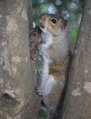 Sciurus carolinensis