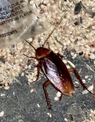 Periplaneta americana