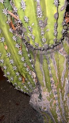 Pachycereus